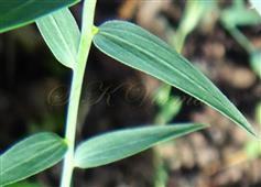  Leaves
